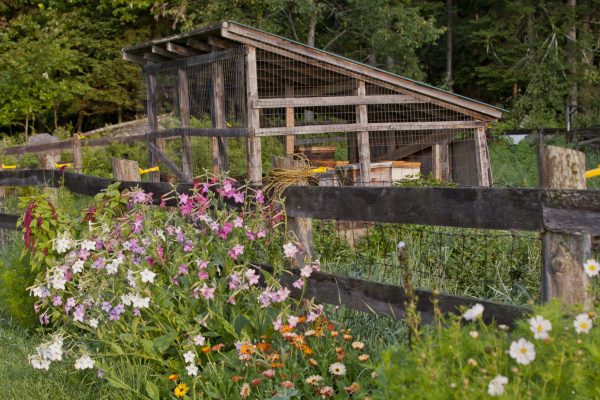 Herbs at Adirondack Fragrance and Flavor Farm