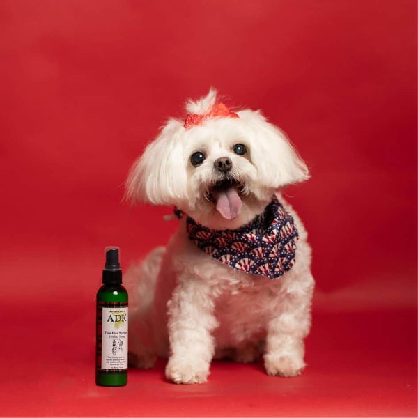 Dog with flea flee spritzer spray on a red background