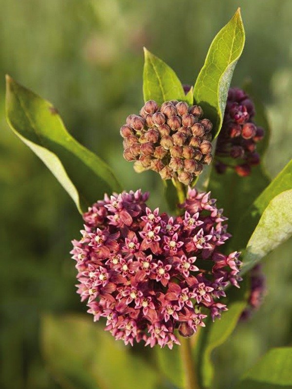 Milkweed Flower Scent